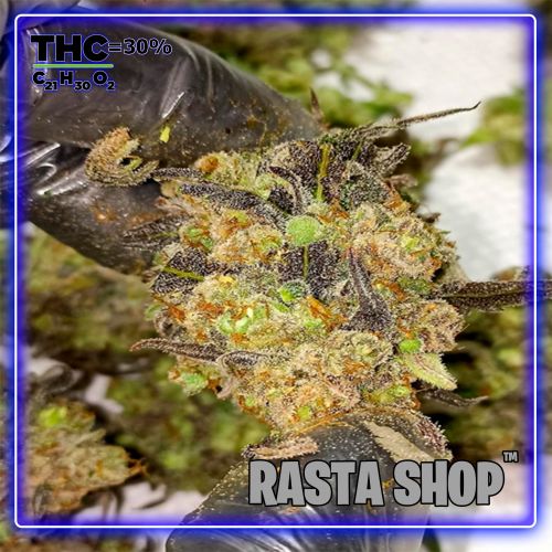 Rasta Shop